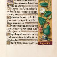 f. 81r, Calebasse