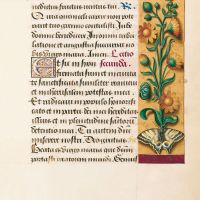 Marigold, f. 33r