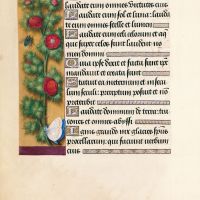 Summer pheasant’s-eye, f. 41v