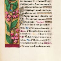 f. 107v, Gewhnlicher Spindelstrauch