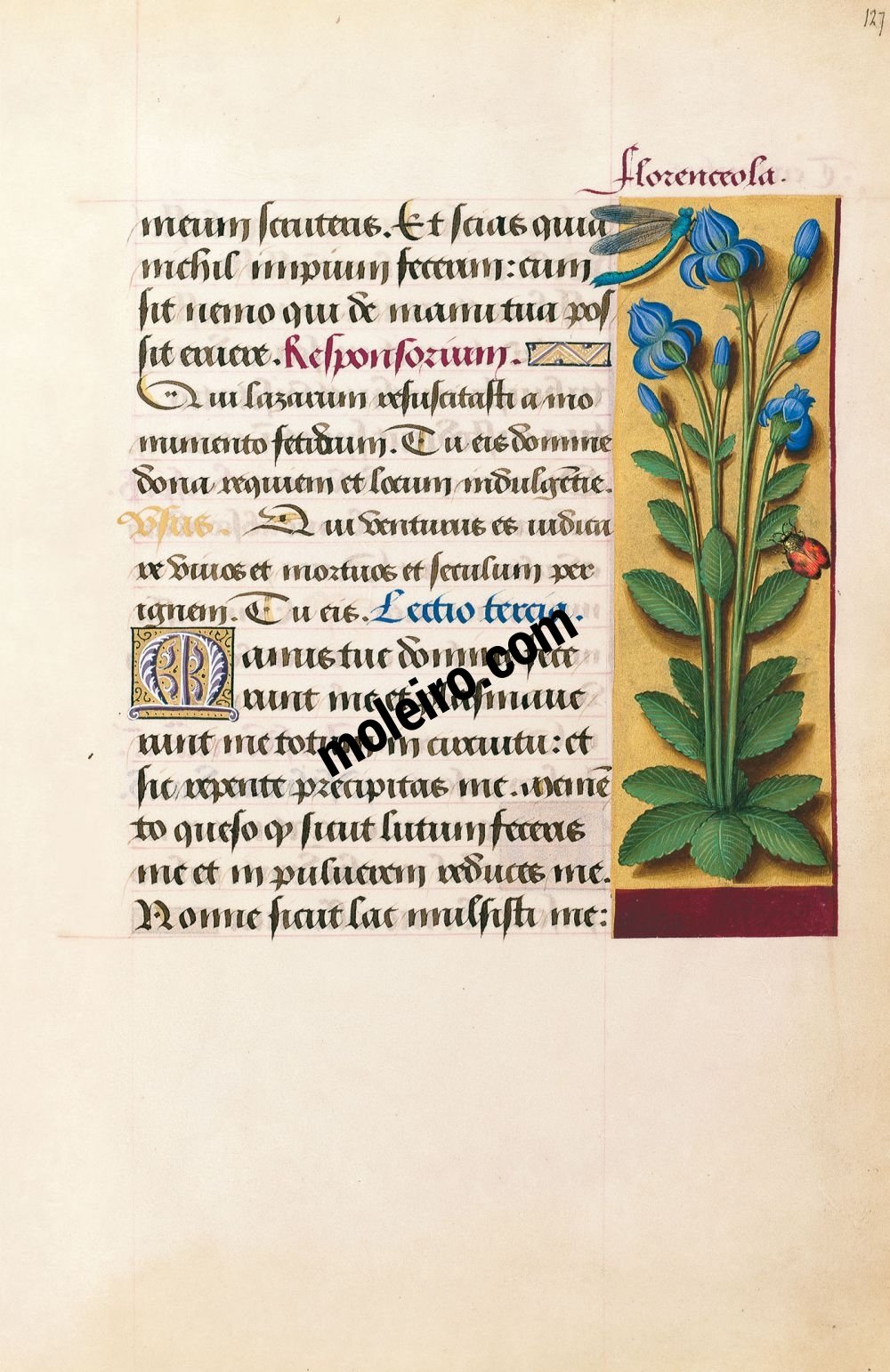 Die Grandes Heures der Anna von der Bretagne f. 127r, Florenceola