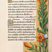 f. 176r, Orangefarbene Lilie