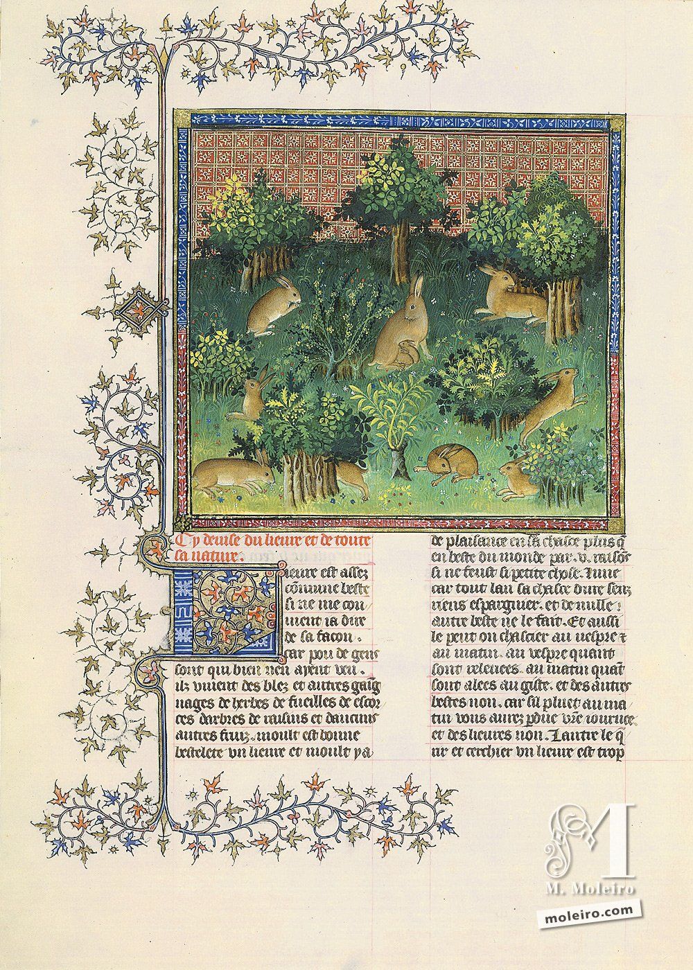 Ci devisedu lièvre et de toute sa nature -F. 24v, Livre de la chasse, Gaston Fébus, Gaston Phebus (Franais 616, Paris, début XVe s) Bibliothèque nationale de France, Paris. Manuscrit enluminé, moyen ge.