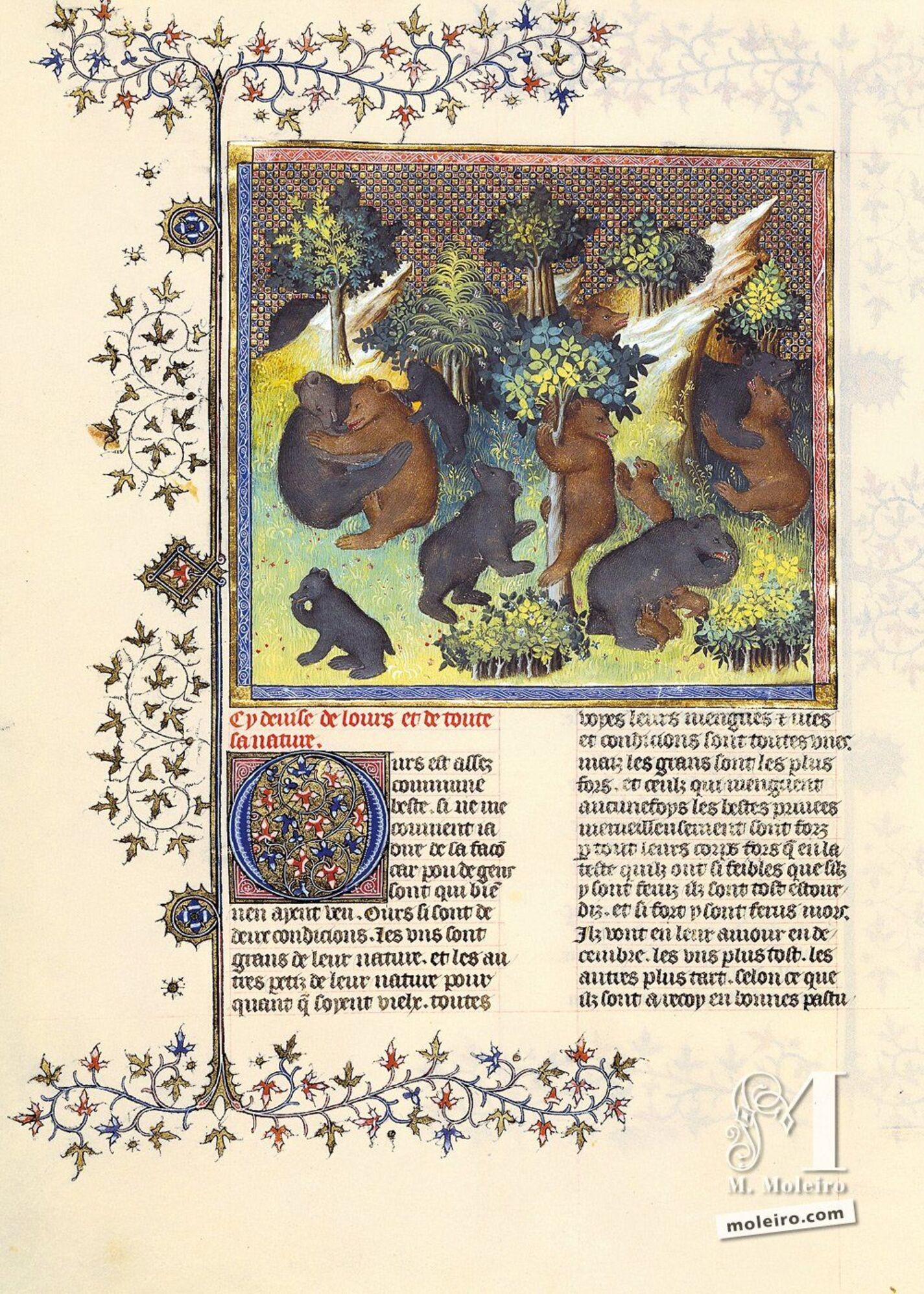 Del oso y su naturaleza - f. 27v 