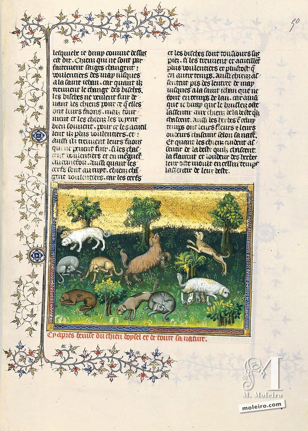 Libro della caccia, Gaston Fébus Del bracco spagnolo e della sua natura  - 50r