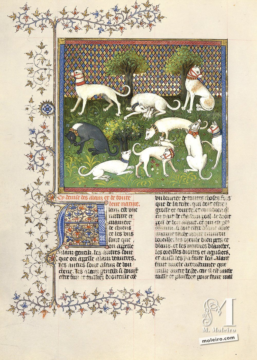 Beschreibung der Alaunten und ihres Wesens - f.45v, Livre de la chasse, Das Buch von der Jagd, Gaston Fébus, Gaston Phébus, BnF, Bibliothèque nationale de France, frhes 15. Jahrhundert, Paris