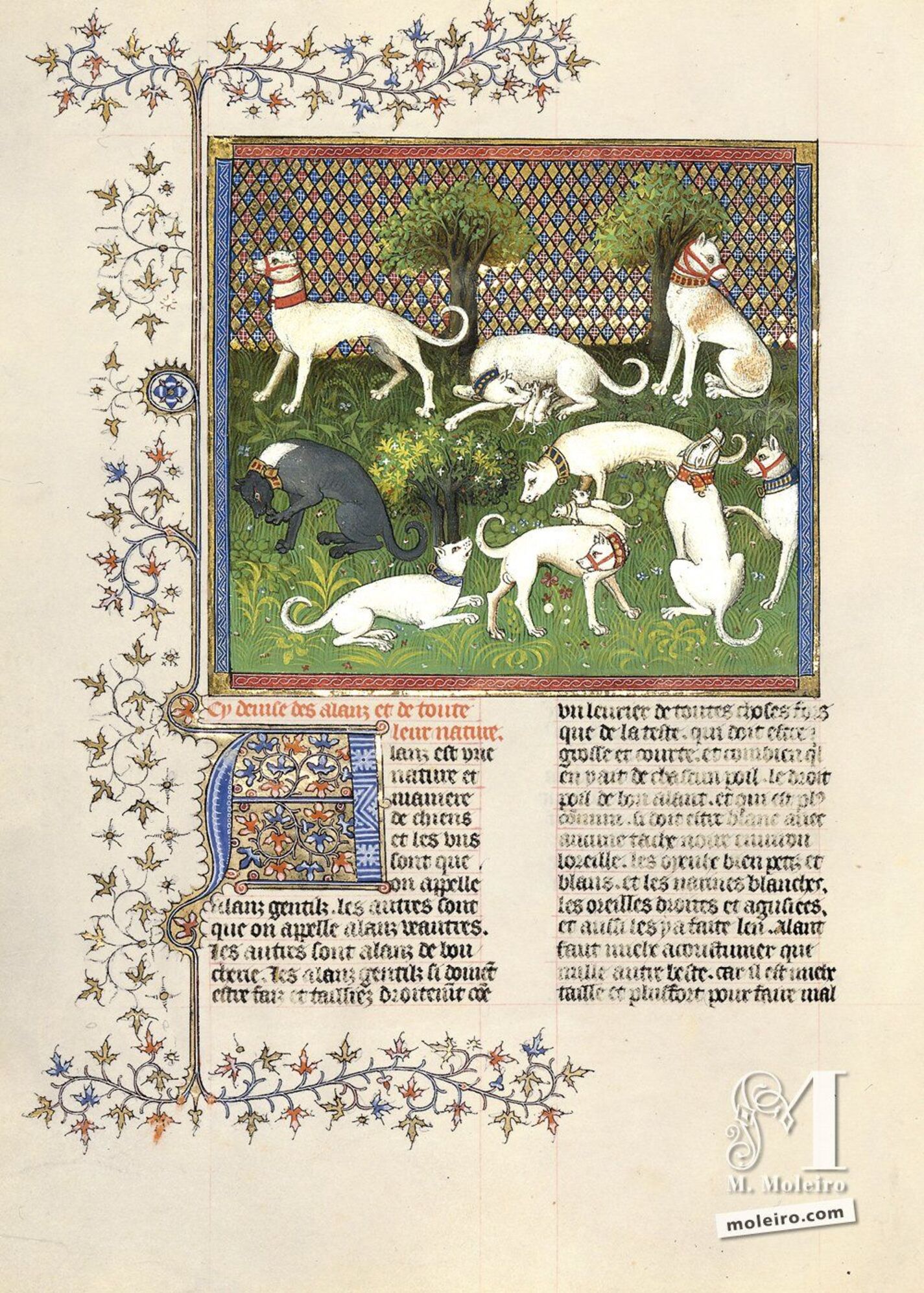 De los alanos y su naturaleza - f. 45v