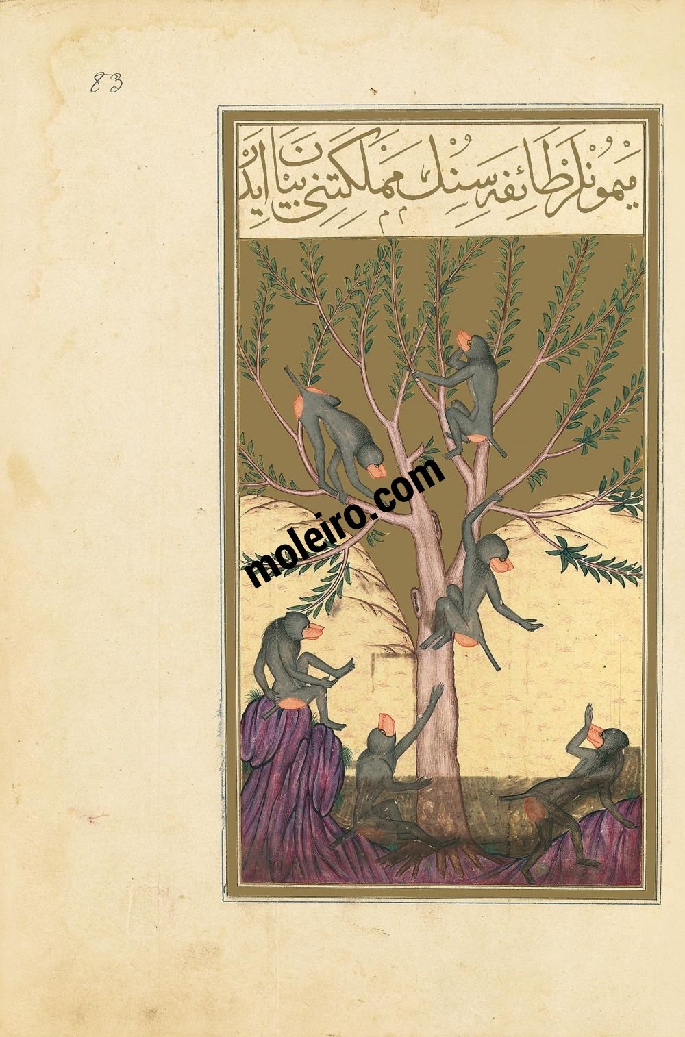 f. 83r, Il racconto della terra della trib delle scimmie. Libro della Felicitá (Matali’ al-sa’adet)
Manoscritto turco ottomano del 1582, Suppl. turc 242 - Bibliothèque Nationale de France, Parigi