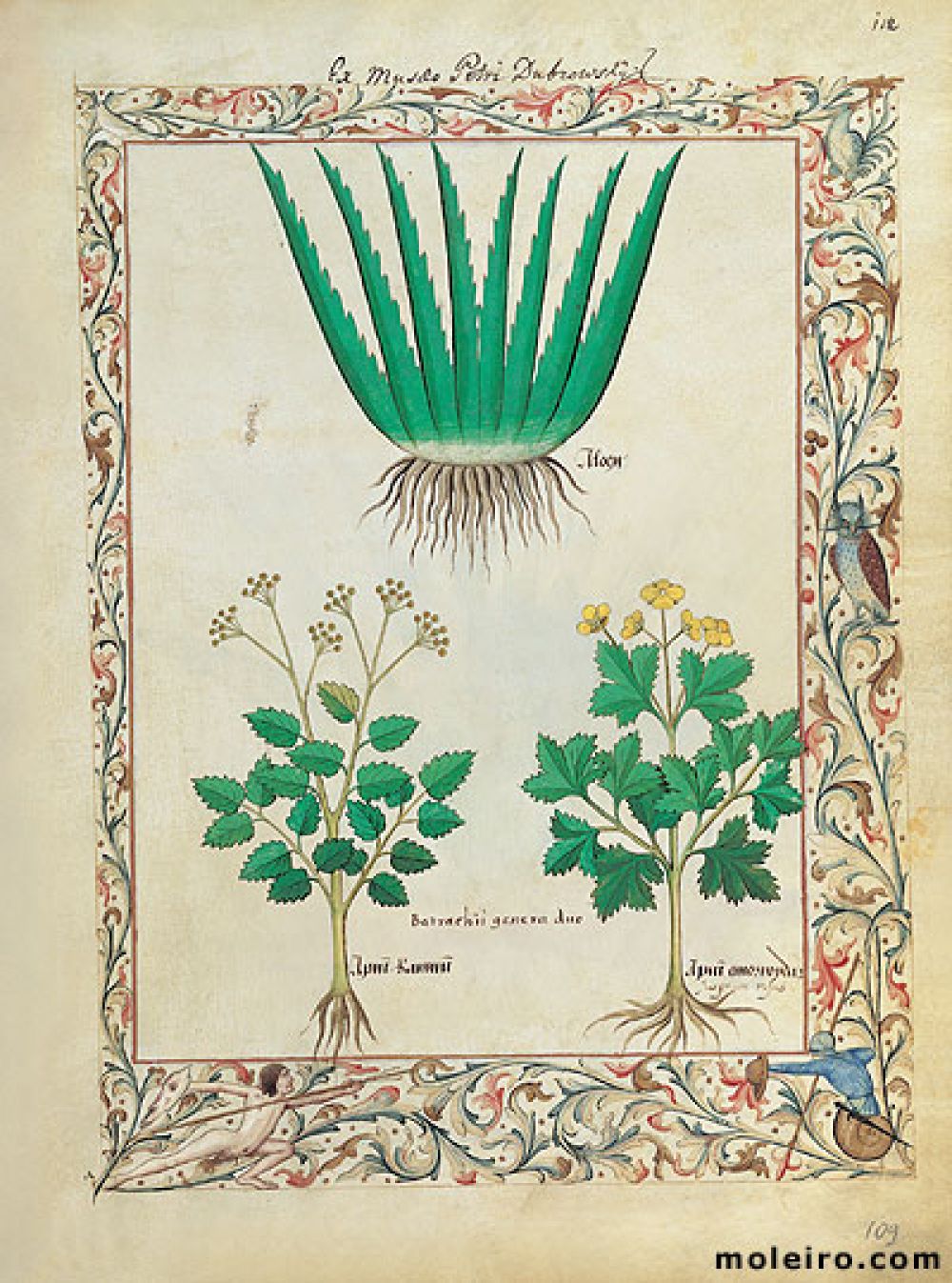 The Book of Simple Medicines folio 112r