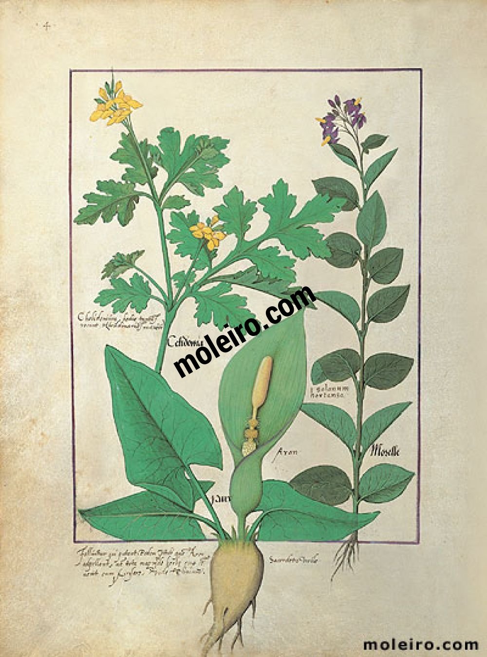 The Book of Simple Medicines folio 113v