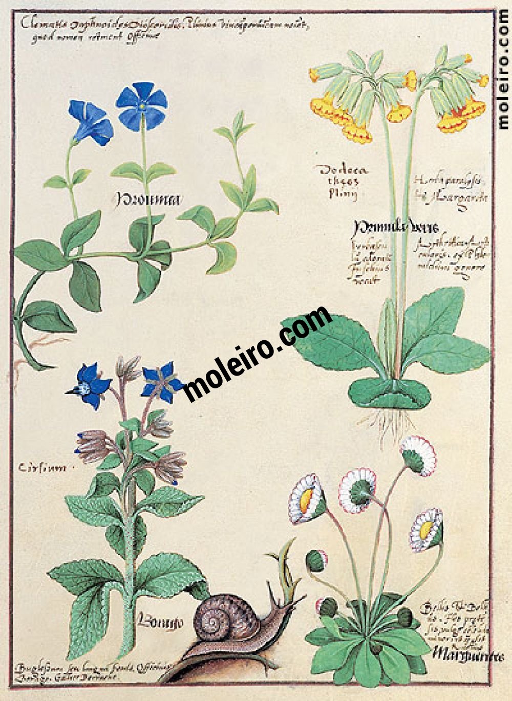 Libro delle Medicine Semplici folio 114r