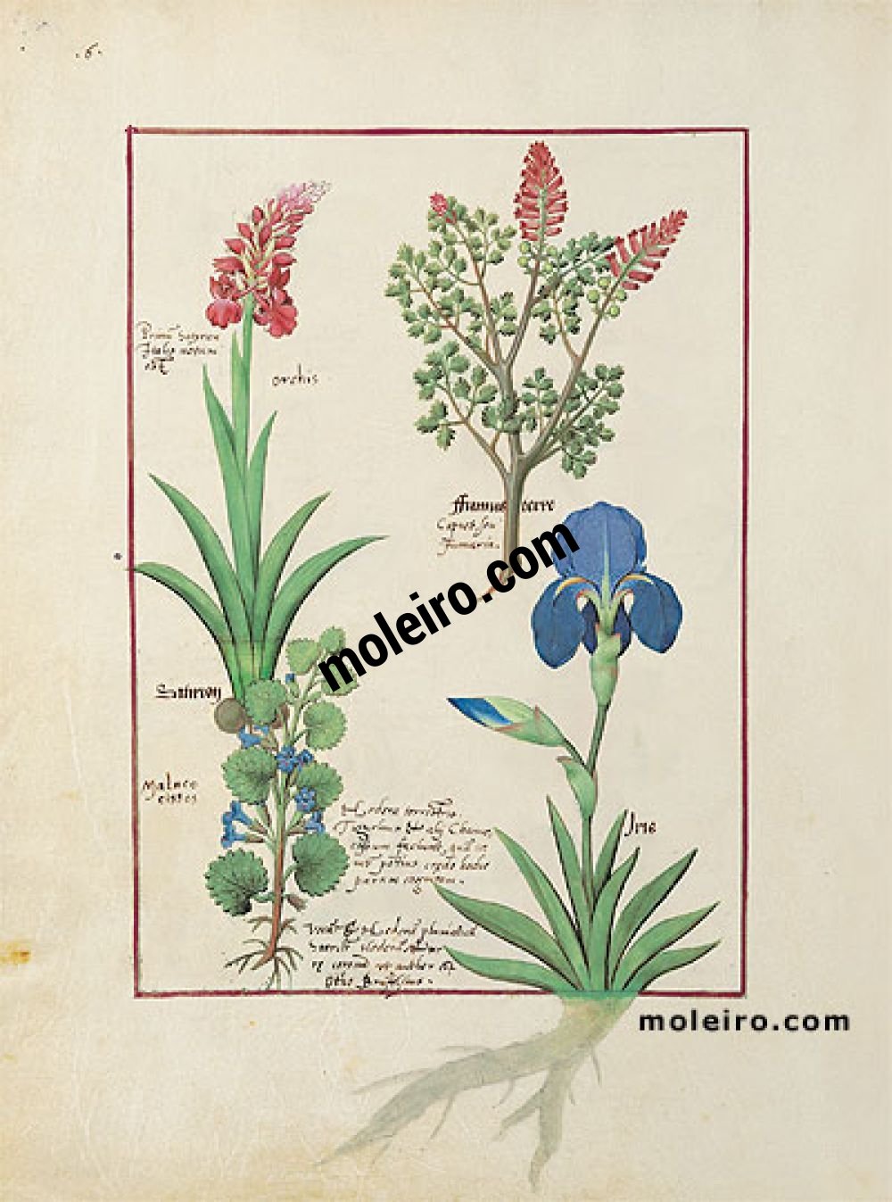 The Book of Simple Medicines folio 114v