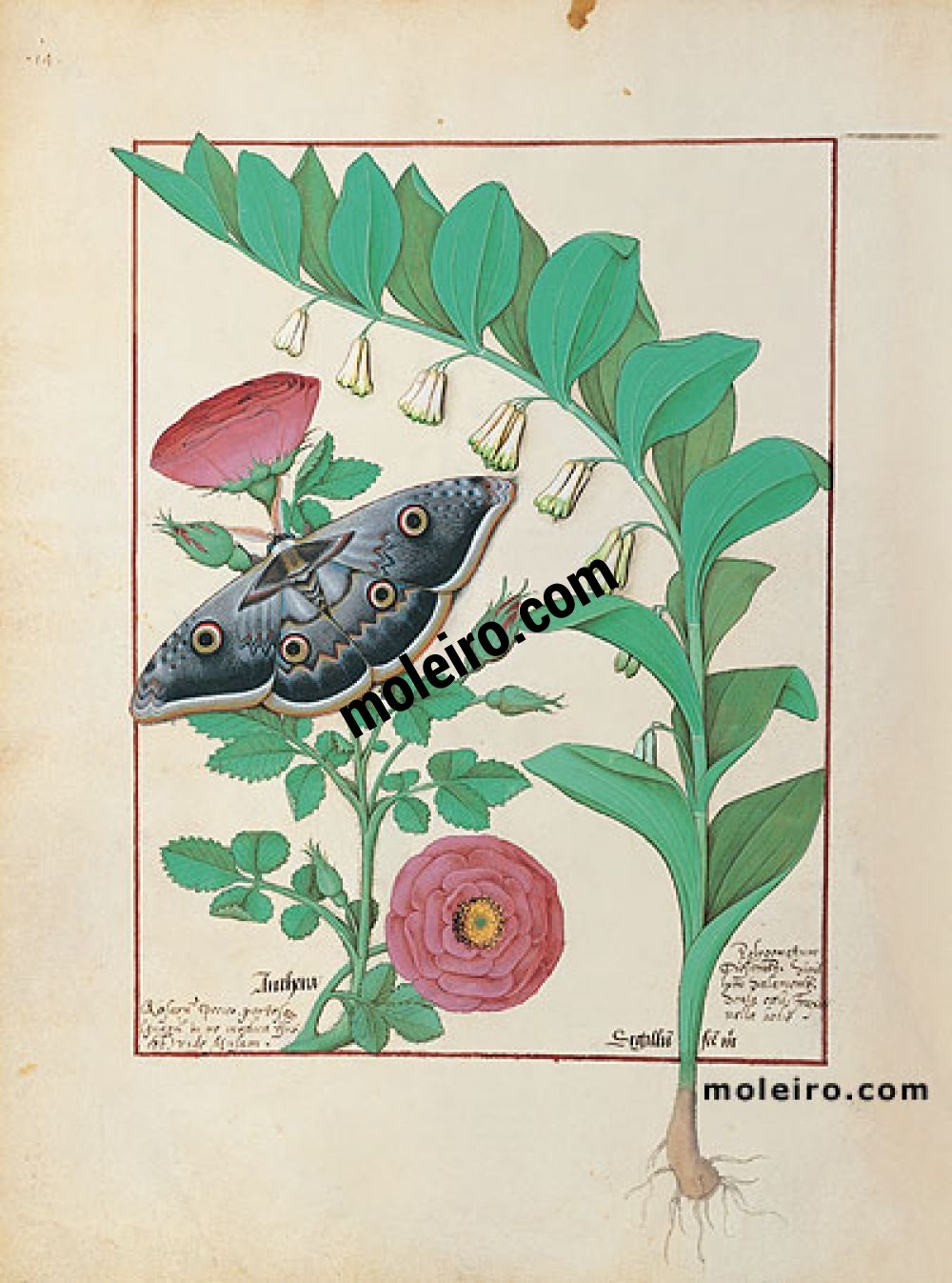 The Book of Simple Medicines folio 118v