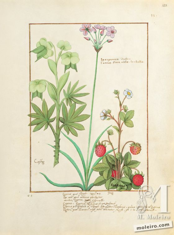 Libro delle Medicine Semplici folio 128r