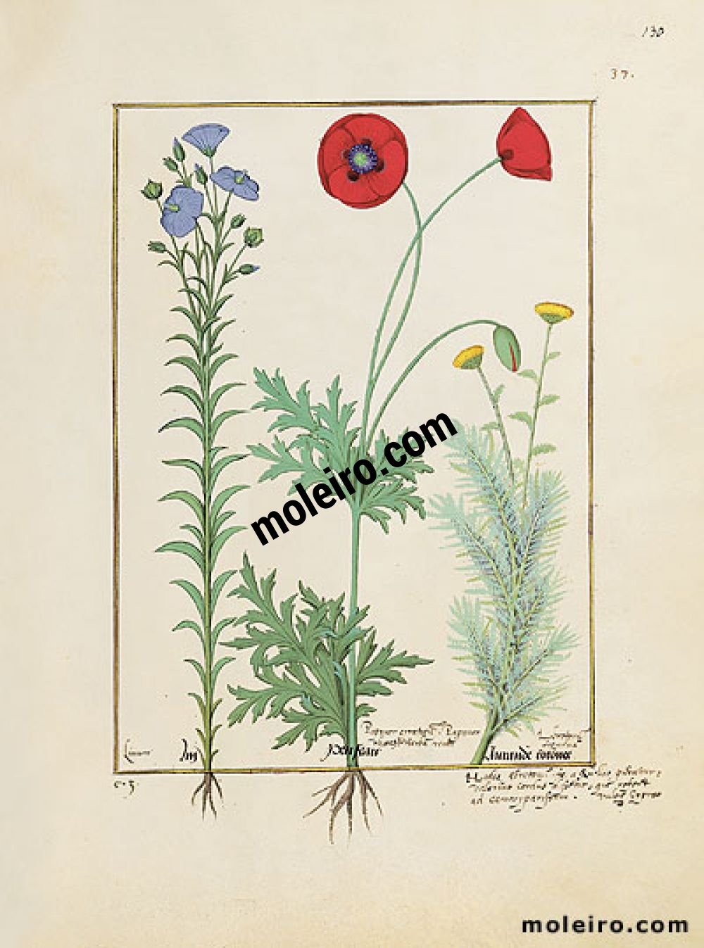 The Book of Simple Medicines folio 130r