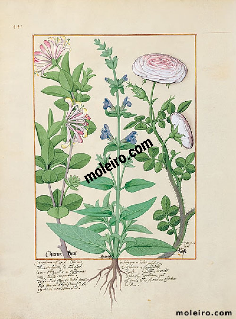 The Book of Simple Medicines folio 132v