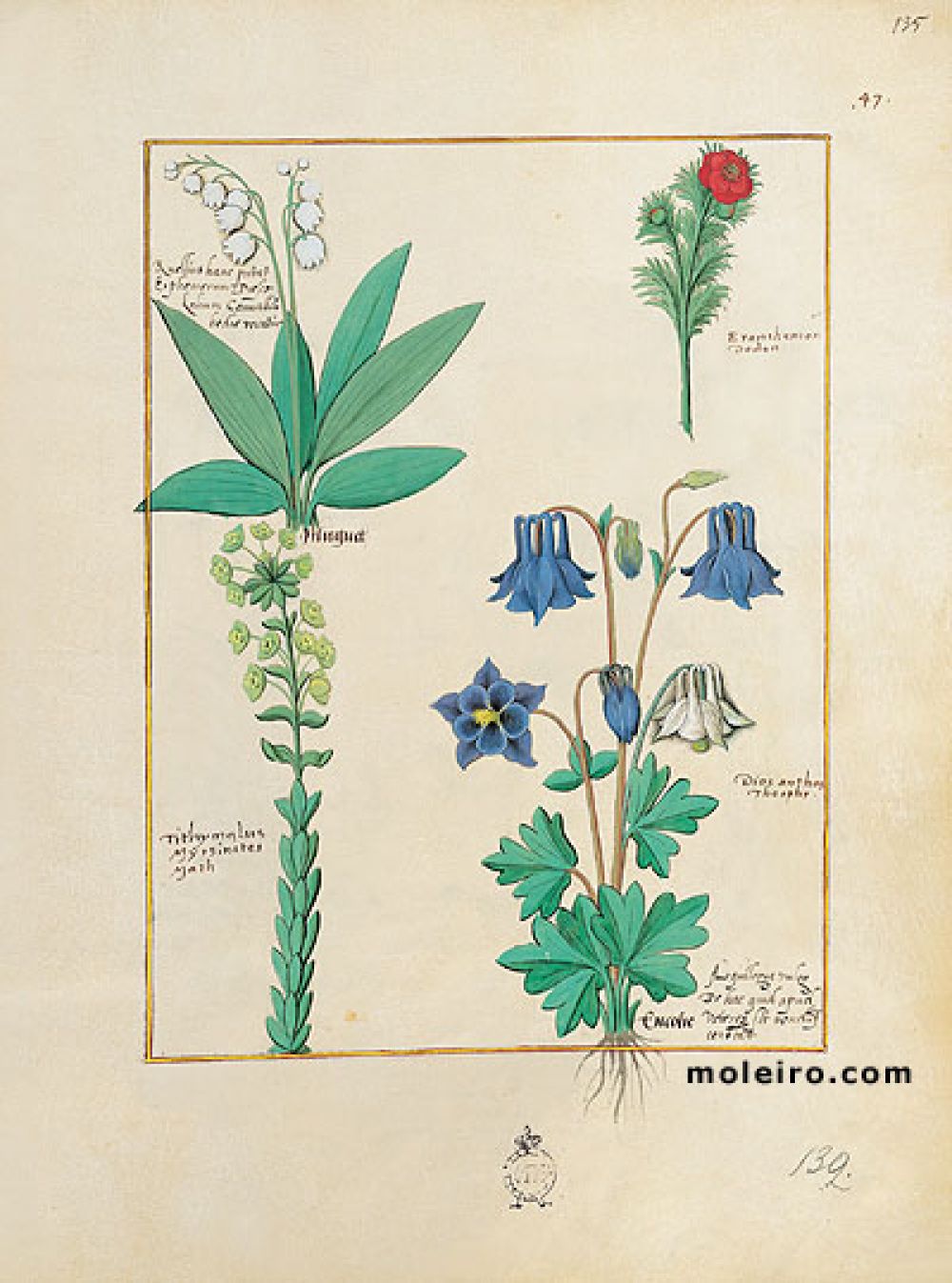 Libro de los Medicamentos Simples f. 135r