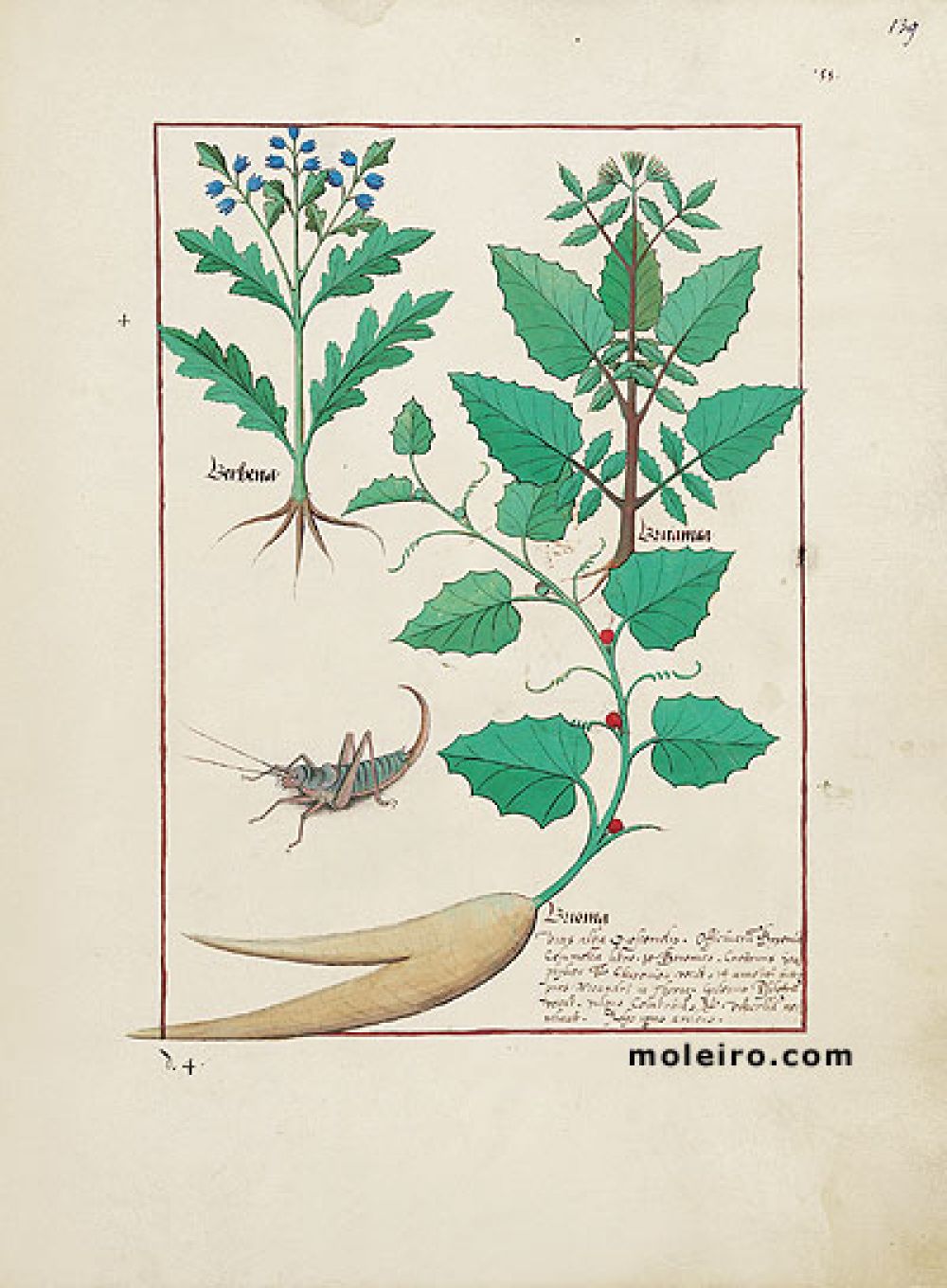 Libro delle Medicine Semplici folio 139r
