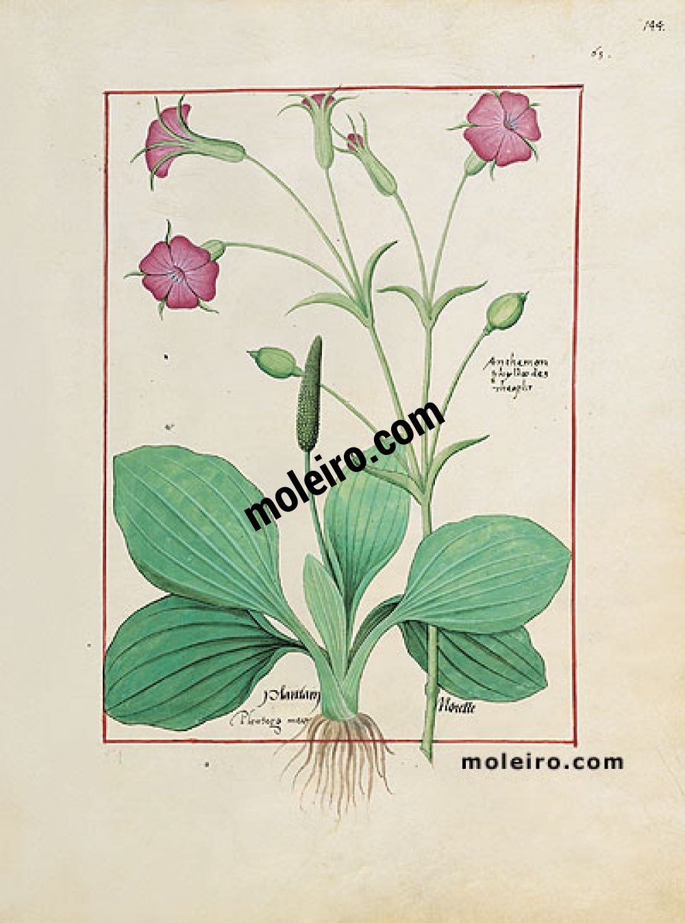 The Book of Simple Medicines folio 144r