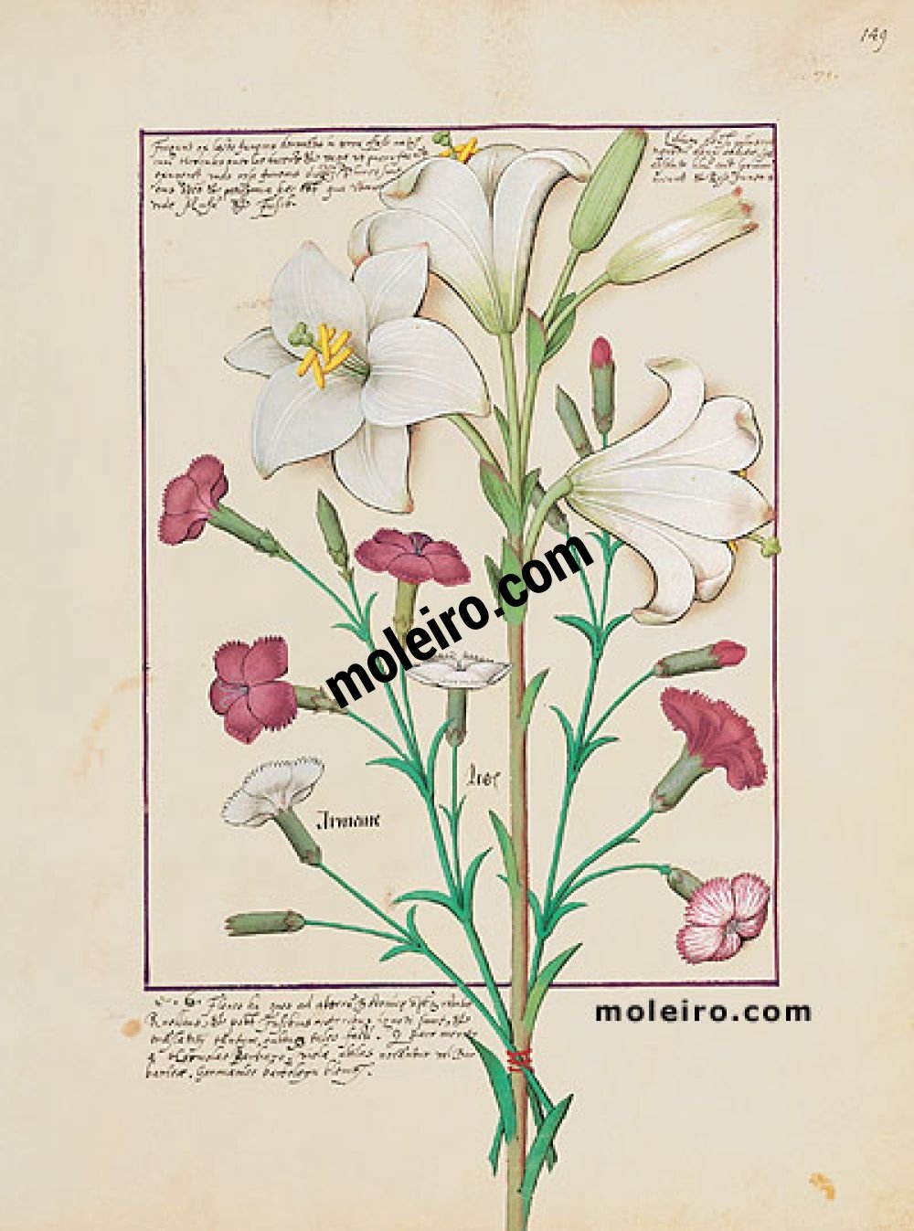 Libro de los Medicamentos Simples f. 149r