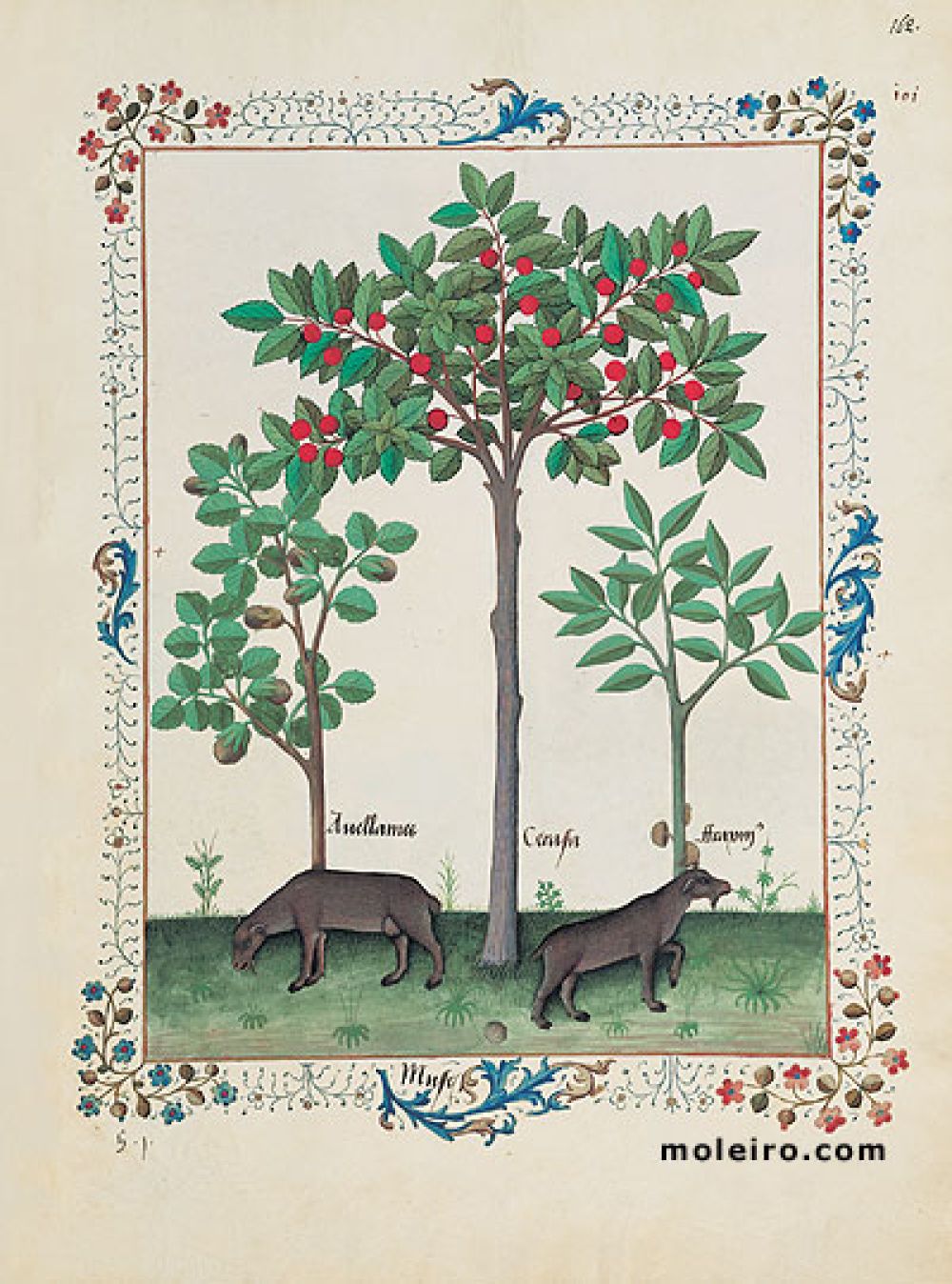 The Book of Simple Medicines folio 162r