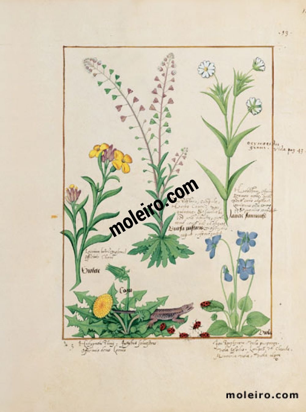 The Book of Simple Medicines folio 138r
