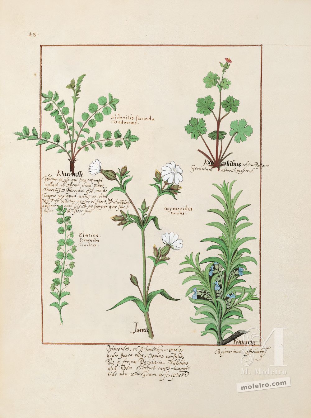 Folder of 5 folios from the Book of Simple Medicines (15th C)     Folio 135v, Dove’s foot, Great burnet, Rosemary