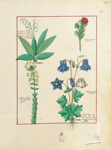 Pasta com 5 fólios do Livro dos Medicamentos Simples (s. XV)     5 lâminas quase-originais  