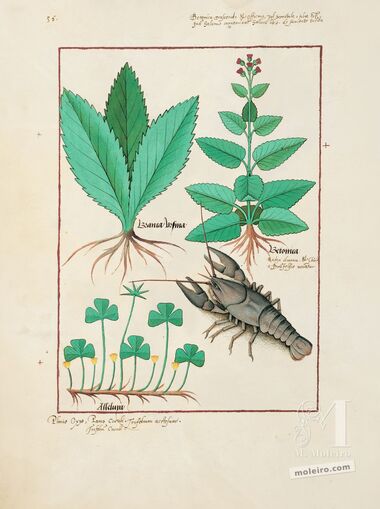 Pasta com 5 fólios do Livro dos Medicamentos Simples (s. XV)     5 lâminas quase-originais  
