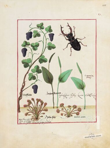 Pasta com 5 fólios do Livro dos Medicamentos Simples (s. XV)     5 lâminas quase-originais  