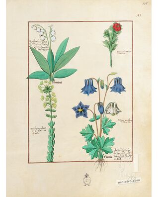 Mappe mit 5 Folios aus dem Buch der Einfachen Heilmittel (15. Jahrhundert)  
  5 Faksimiledrucke o 5 originalgetreue Nachbildungen