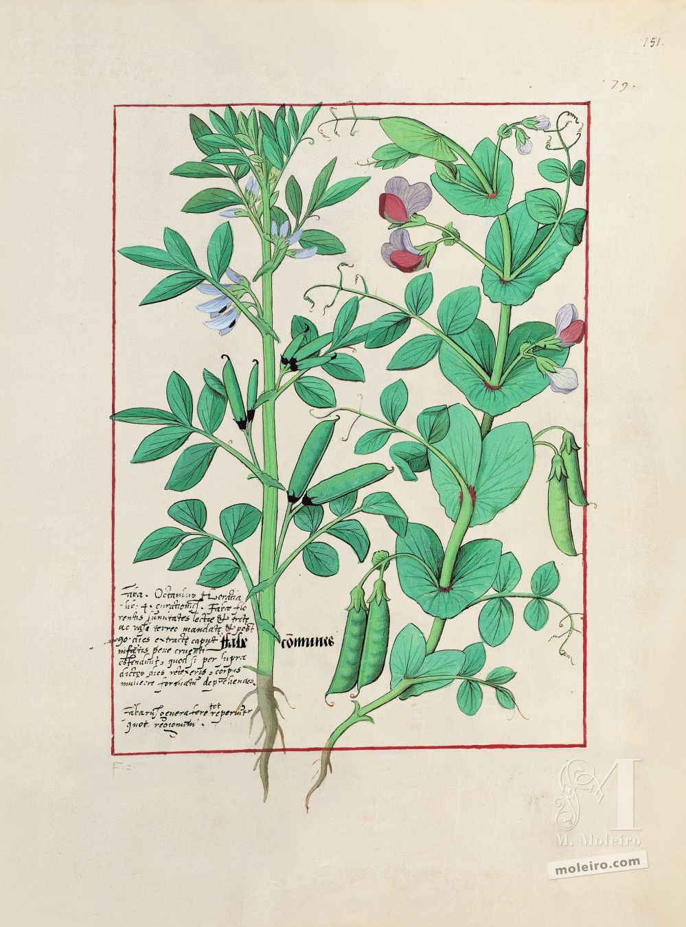Cartella con 5 fogli del Libro dei medicamenti semplici (s. XV)    Foglio 151r, Fave, Pisello