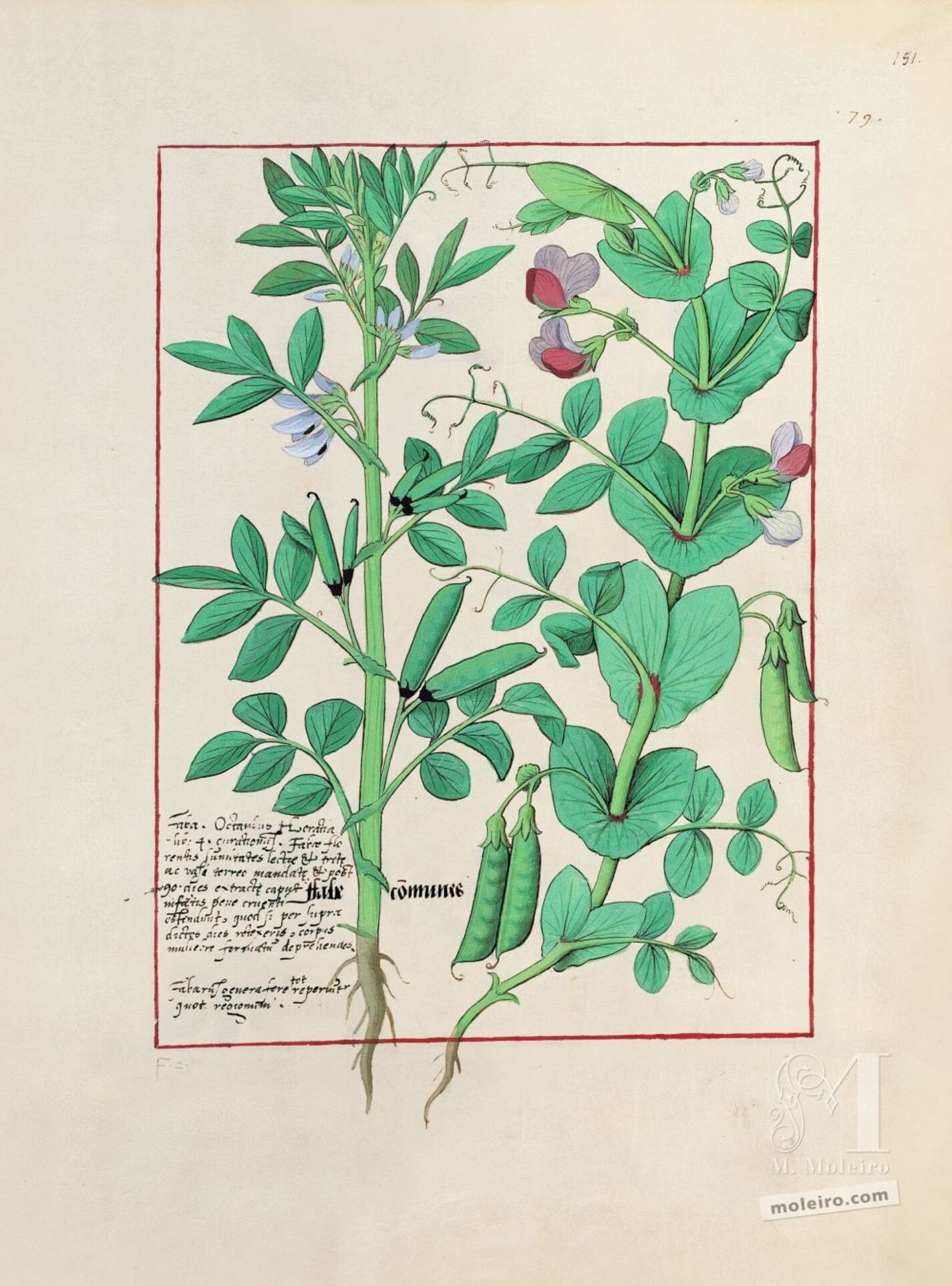 Folio 151r, Habas, Guisante
