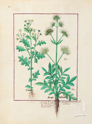 Pasta com 5 fólios do Livro dos Medicamentos Simples (s. XV)     5 lâminas quase-originais  