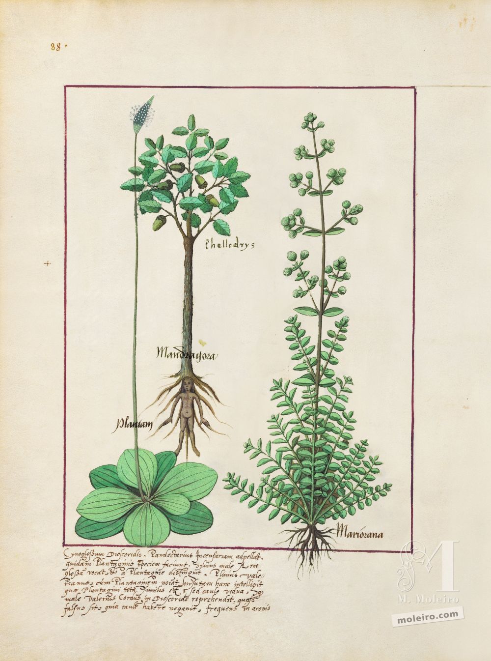 Cartella con 5 fogli del Libro dei medicamenti semplici (s. XV)    Foglio 155v, Piantaggine maggiore e media, Quercia e mandragola, Maggiorana