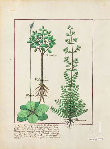 Pasta com 5 fólios do Livro dos Medicamentos Simples (s. XV)     5 lâminas quase-originais  