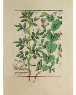 5 L�minas Bot�nicas: Fac-s�mile do Livro dos Medicamentos Simples (S�c. XV) � <p>Arte bot�nica medieval � 5 l�minas fac-s�mile para cole��o ou decora��o</p>