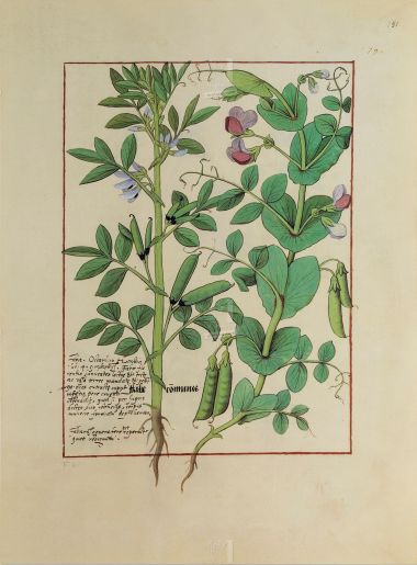 Pasta com 5 fólios do Livro dos Medicamentos Simples (s. XV)     5 lâminas quase-originais  