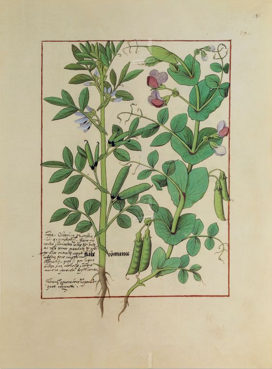 Folder of 5 folios from the Book of Simple Medicines (15th C)     