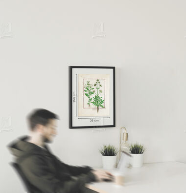 Pasta com 5 fólios do Livro dos Medicamentos Simples (s. XV)     5 lâminas quase-originais  