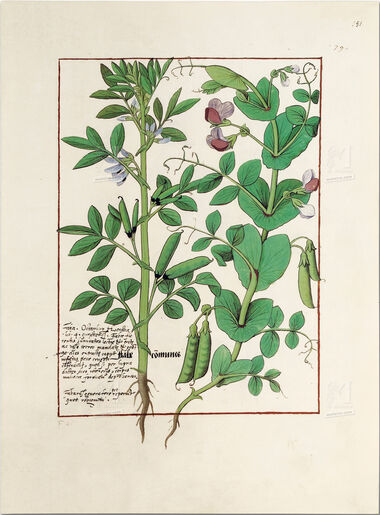 Pasta com 5 fólios do Livro dos Medicamentos Simples (s. XV)     5 lâminas quase-originais  