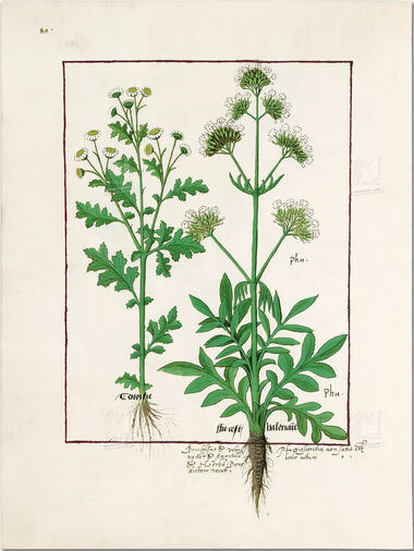 Pasta com 5 fólios do Livro dos Medicamentos Simples (s. XV)     5 lâminas quase-originais  