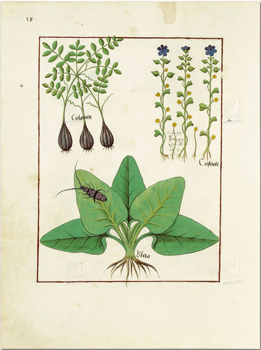 Pasta com 5 fólios do Livro dos Medicamentos Simples (s. XV)     5 lâminas quase-originais  