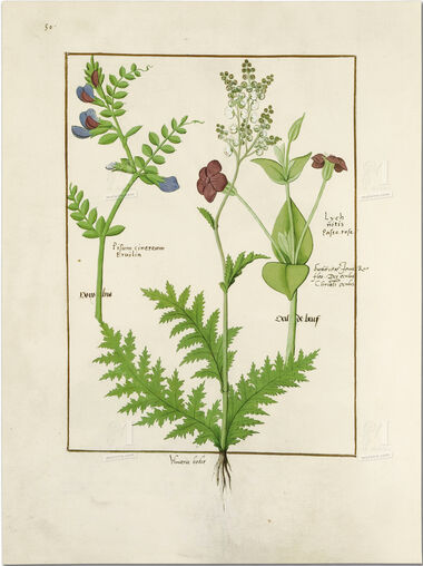 Pasta com 5 fólios do Livro dos Medicamentos Simples (s. XV)     5 lâminas quase-originais  