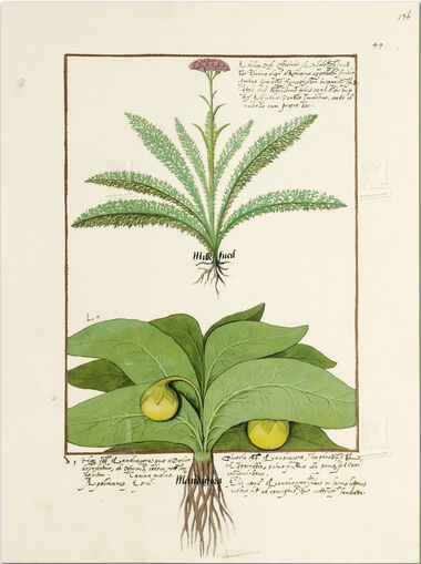 Pasta com 5 fólios do Livro dos Medicamentos Simples (s. XV)     5 lâminas quase-originais  