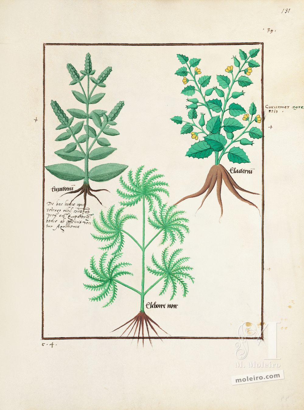 Pasta com 5 fólios do Livro dos Medicamentos Simples (s. XV)     Fólio 131r, Eupatória, Pepino-do-diabo, Rosa de Natal