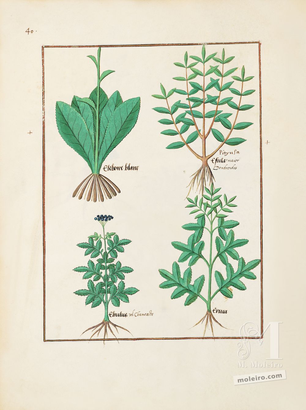 Folder of 5 folios from the Book of Simple Medicines (15th C)     Folio 131v, Blue-grey hellebore, Green spurge, Danewort, Rocket