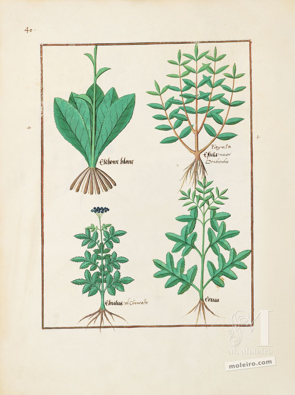 Carpeta 5 folios del Libro de los Medicamentos Simples (s. XV)   Folio 131v, Eléboro blanco, Lechetrezna, Yezgo, Oruga