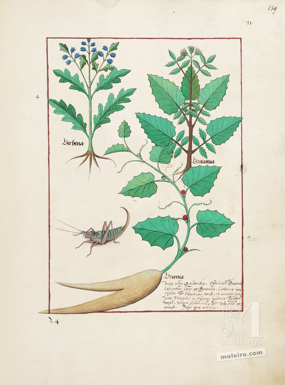 Cartella con 5 fogli del Libro dei medicamenti semplici (s. XV)    Foglio 139r, Verbena, Romice, Brionia