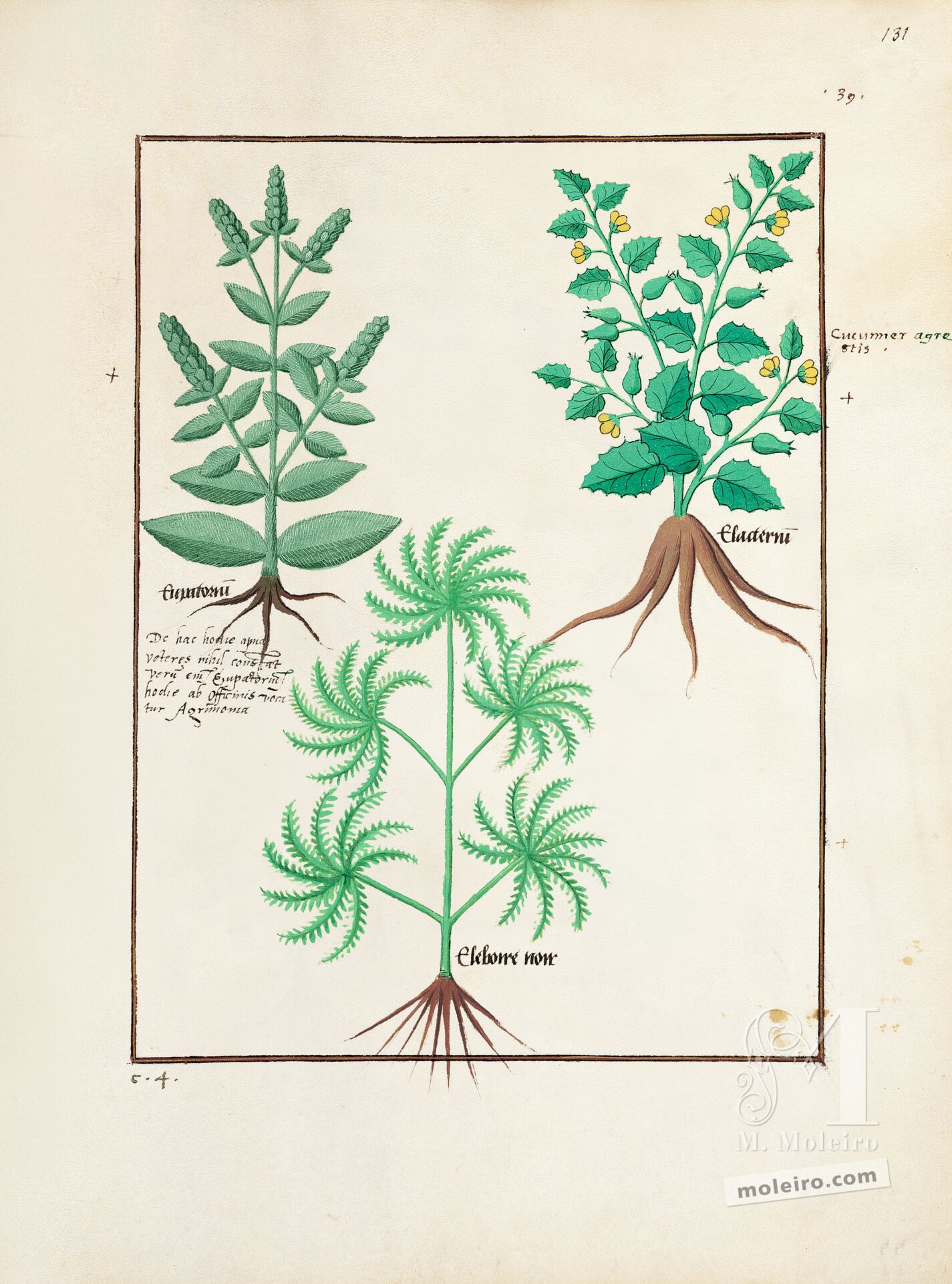 Folio 131r, Eupatoria, Cohombrillo amargo, Eléboro negro